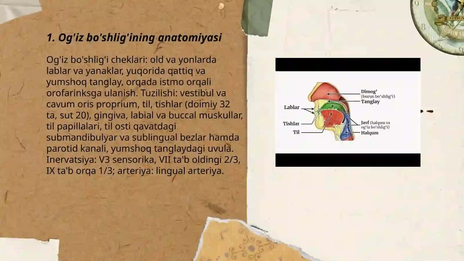 Og’iz bo'shlig’i va hazm yo’llari 3