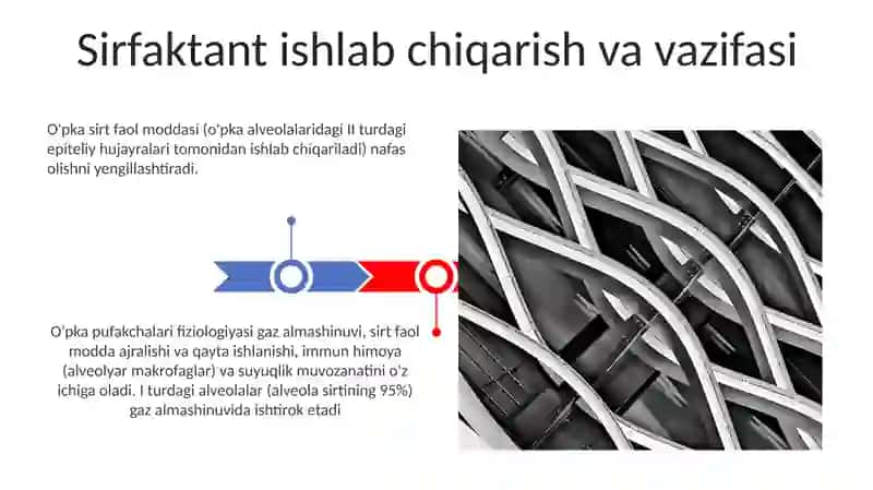 Havo-qon to'sig'ining tuzilishi 3