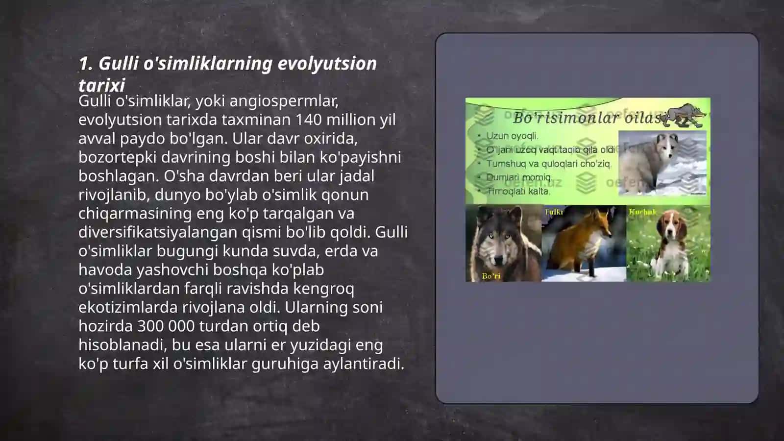 Gulli o'simliklarning xilma xilligi 3