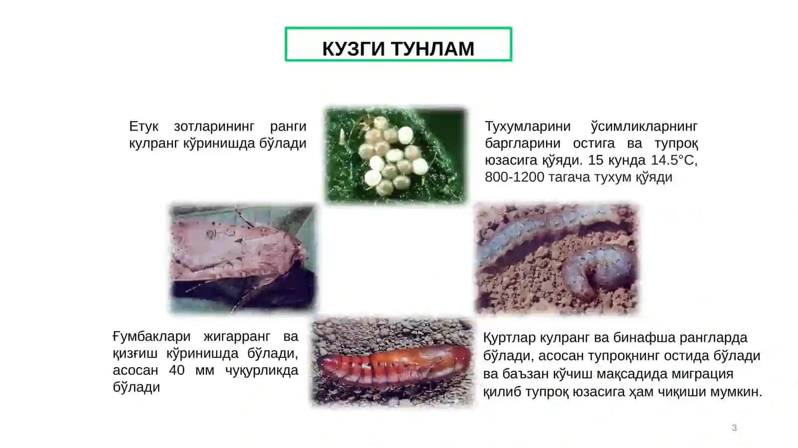 КУЗГИ ТУНЛАМ 3