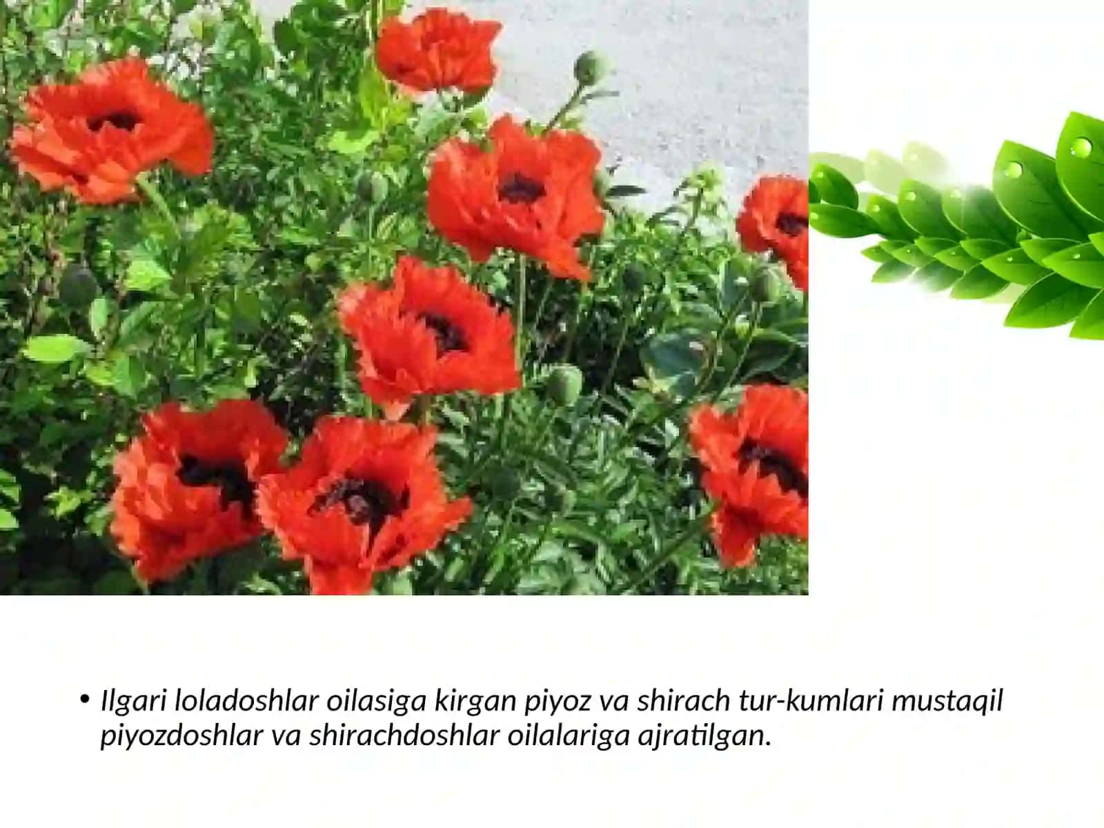 LOLADOSHLAR OILASI 3