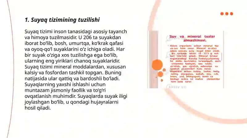 Suyak tizimining umumiy anatoʻmyasi 3