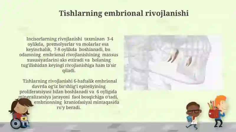 Tishlar ontogenezi. Rivojlanish nuqsonlari va rentgenanatomiyasi 3