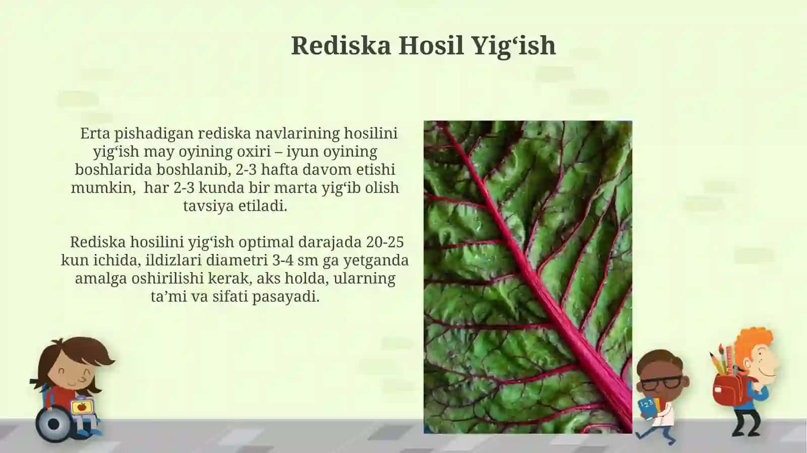 Rediska O'simligi 3