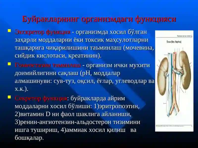 АЙИРУВ ОРГАНЛАРИ АНАТОМО- ФИЗИОЛОГИК ХУСУСИЯТЛАРИ 3