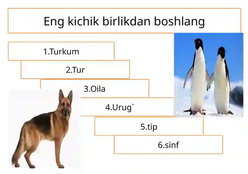 Soxtaoyoqlilarsinfi 3