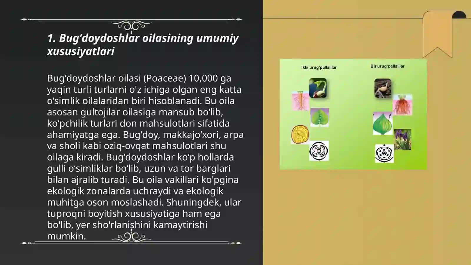 Bir urugʻpallali oʻsimliklar sinfi. Bugʻdoydoshlar oilasi 3