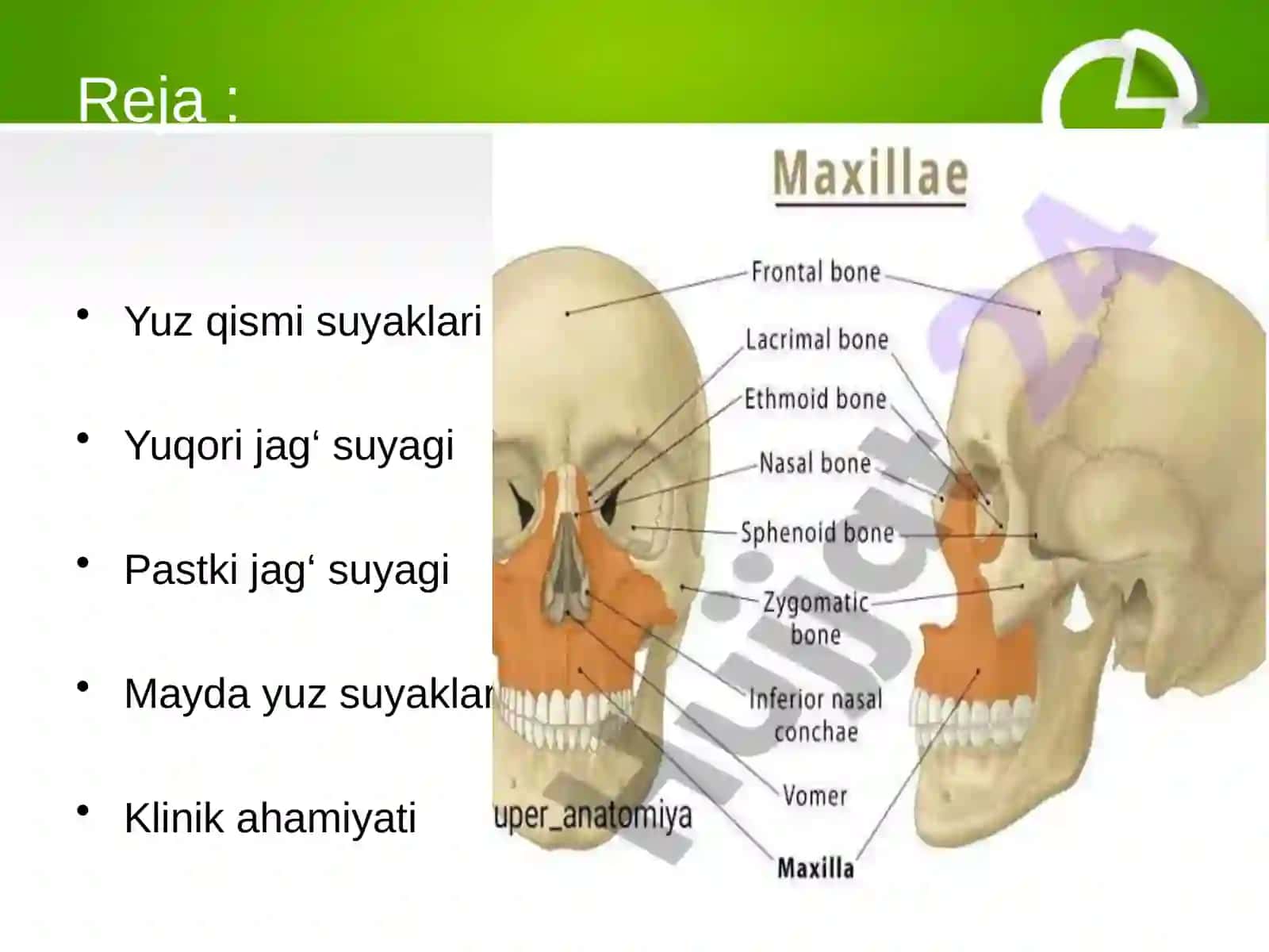 Kalla suyagining yuz qismi suyakalari. Yuqori va pastki jag’suyagi. Yuz sohasidagi suyaklar 3