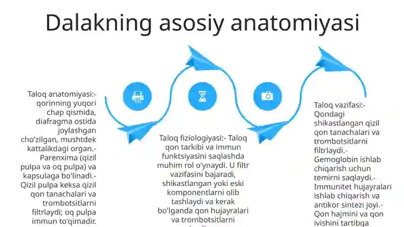 Taloqning Fiziologiyasi 3
