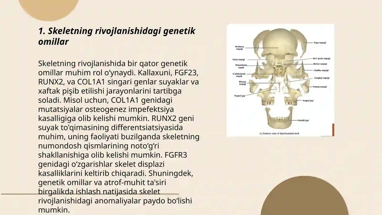 Skeletning rivojlanish anomaliyasi 3