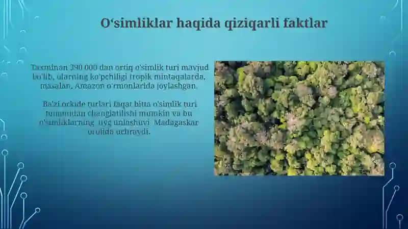 Gulli o`simliklar xilma xilligi 3