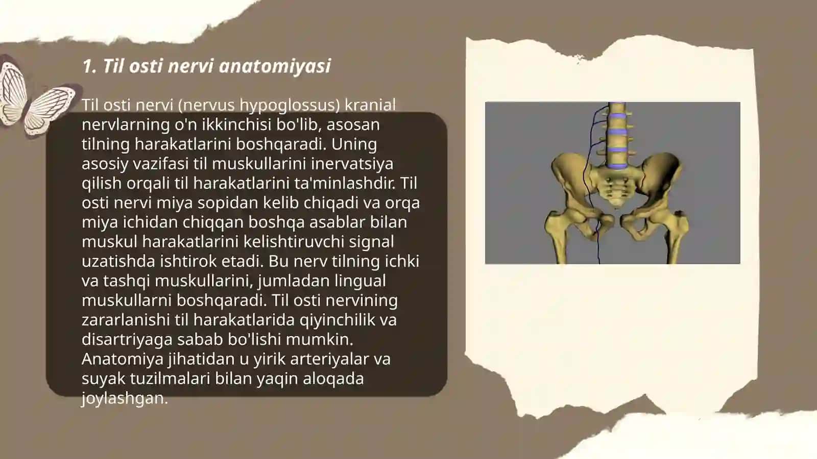 Til osti nervi anatomiyasi 3