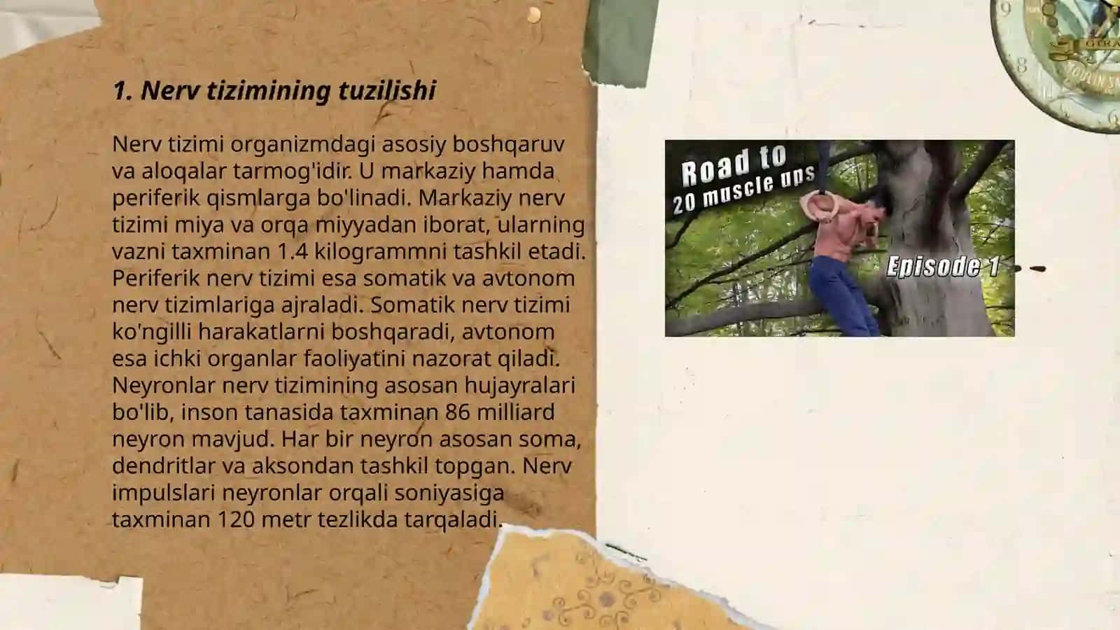 Nerv mushak tizimi haqida malumot Turayev Kamoliddin Fazlitdinovich 3