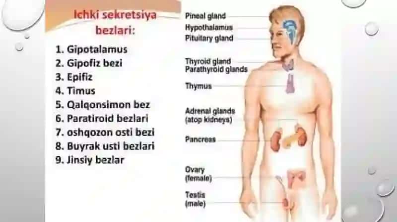 NEYROENDOKRIN TIZIM FUNKSIYASI 3