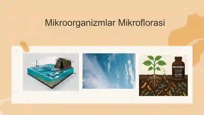 Mikroorganizm larning ekologiyasi 3