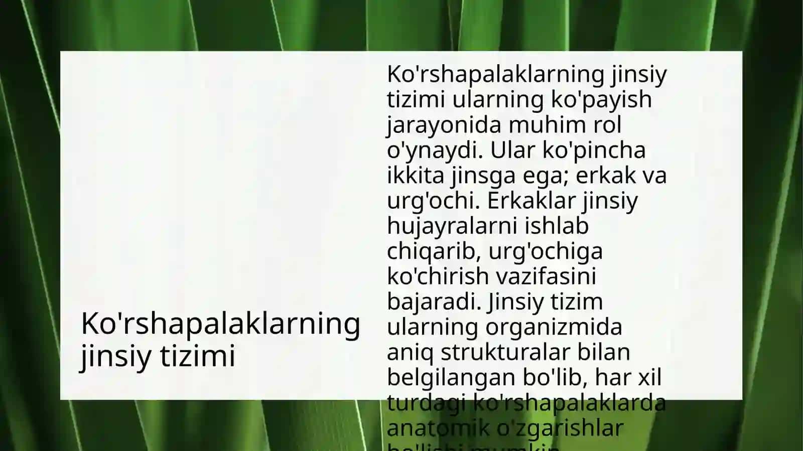 Ko'rshapalaklarning jinsiy tizimi va urug'lantirish usullari 3
