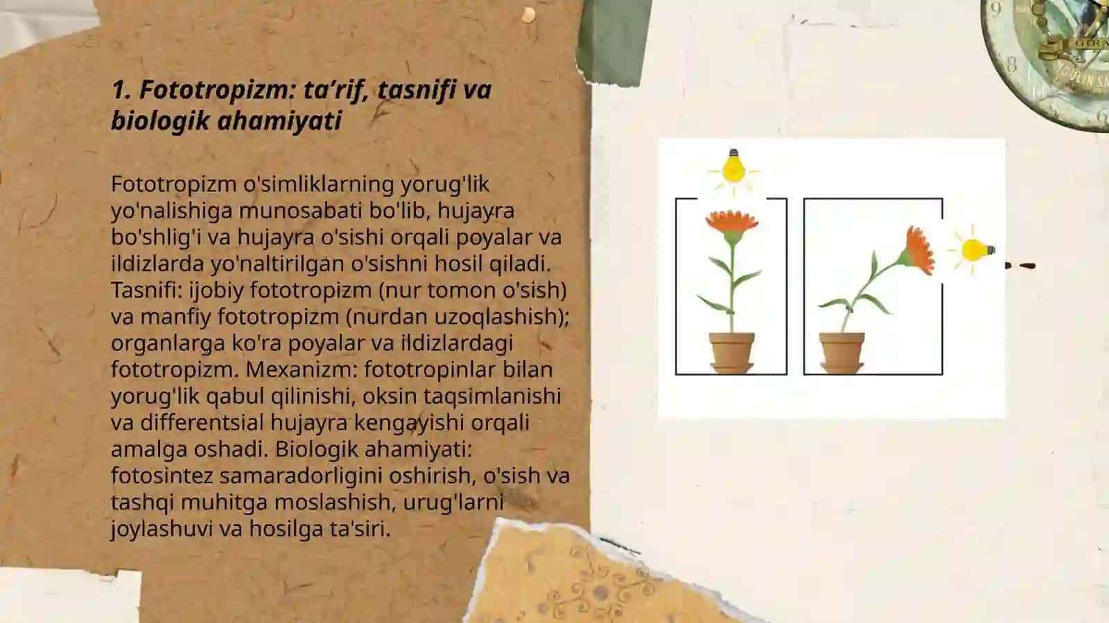O‘simliklarning tashqi omillarga javobi: fototropizm, fotonastiya va geotropizm 3
