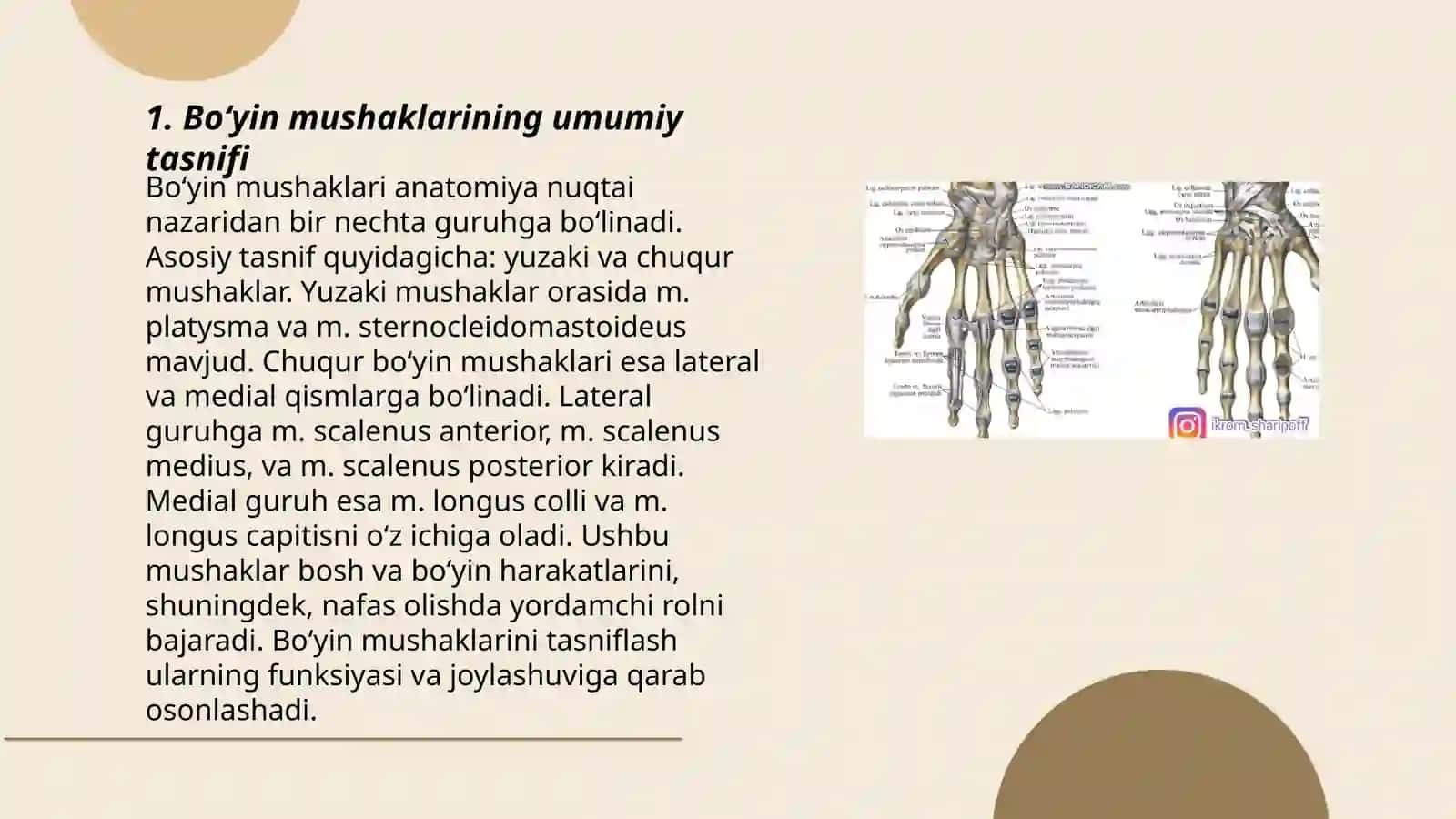 Boʻyin mushaklari: tasnifi, topografik va funksional anatomiyasi 3
