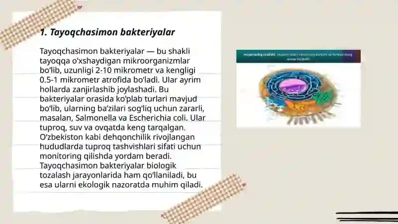 Tayoqchasimon mikroorganimzlar va ularning marfologiyasi 3