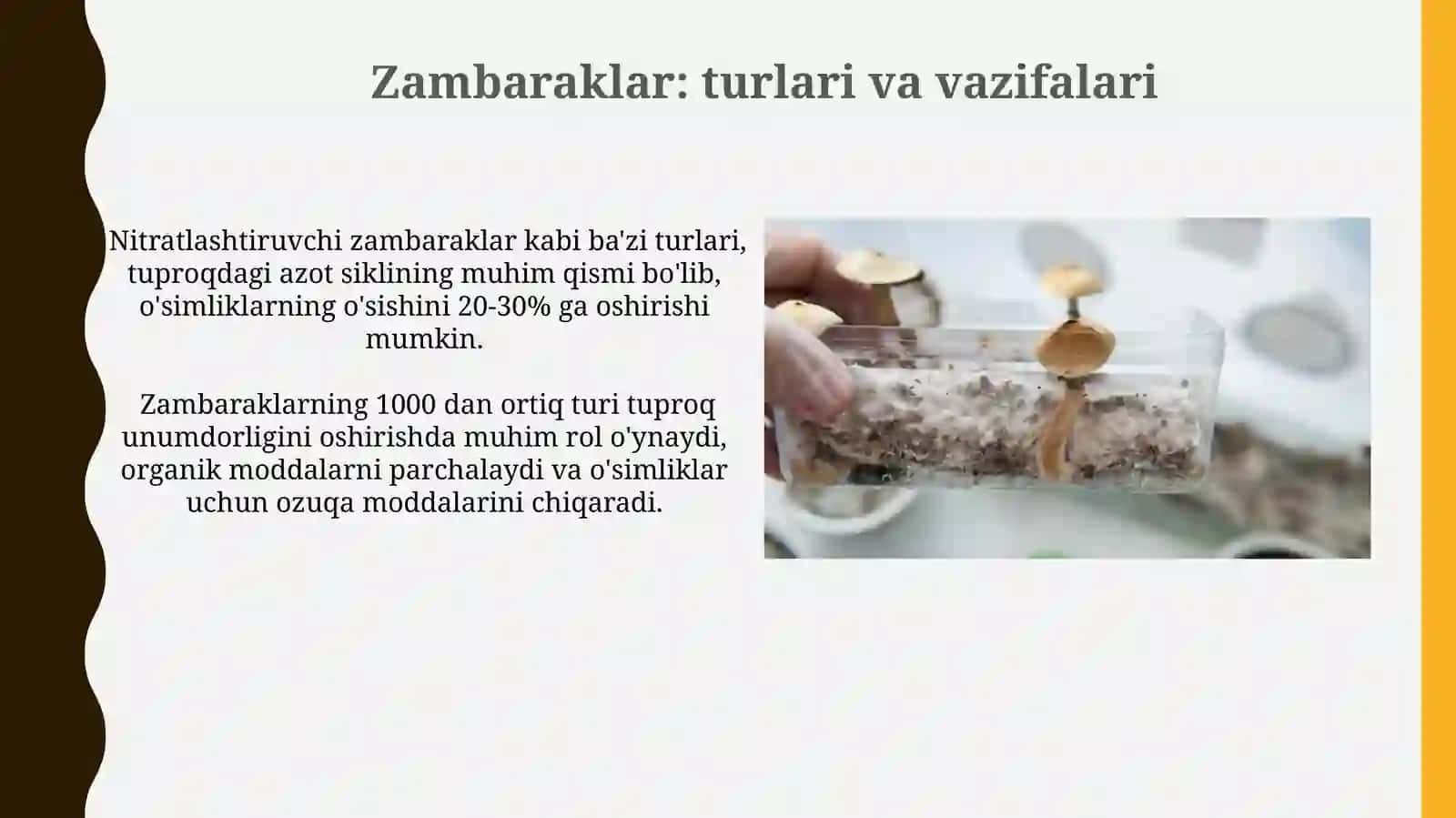 Tuproq Mikroorganizmlari 3