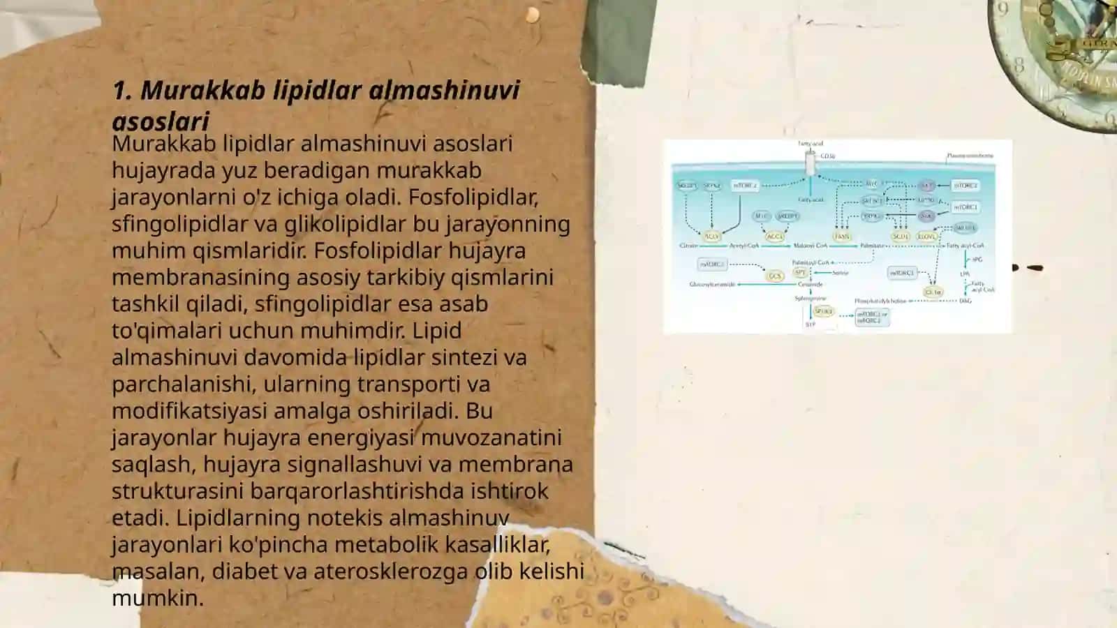 Murakkab lipidlar almashinuvi 3