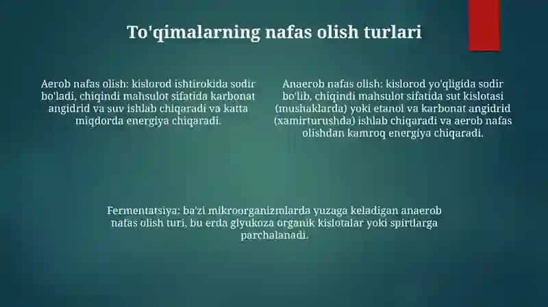 ToʻQimadagi Nafas Fiziologiyasi 3
