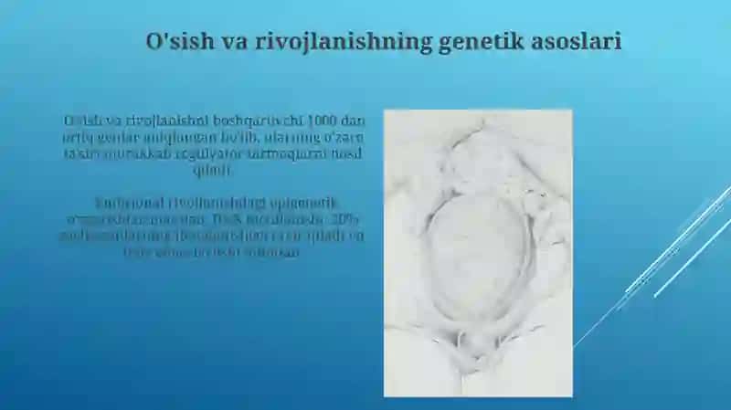 Postembrional, embrional rivojlanishning umumiy qonuniyatlari( progenez, embriogenez) 3