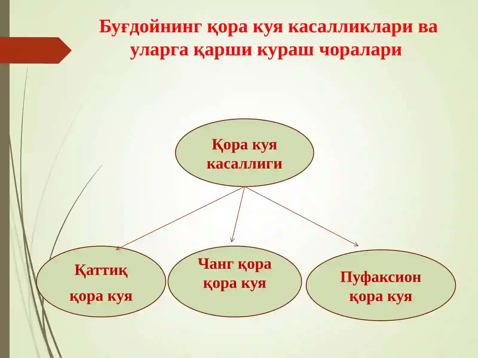 Омборхоналарда дон ва дон дуккакли экинлар маҳсулотларини сақлаш давридаги касалликлар биологияси ва 3