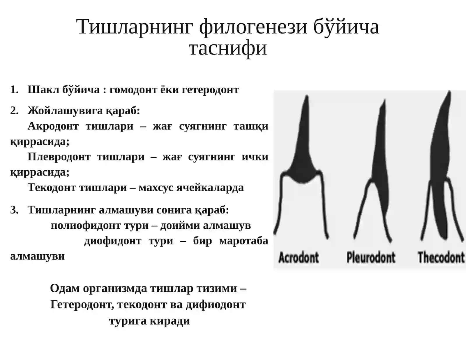 Тишлар тараққиёти.Дентал анатомия асослари 3