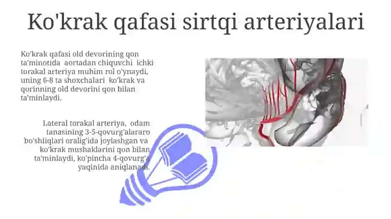 Ko'krak va Qorin Bo'shlig'i Venasi Topografiyasi 3