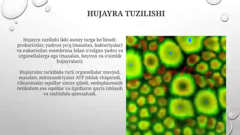 Hujayratuzilishi va nazariyasi 3