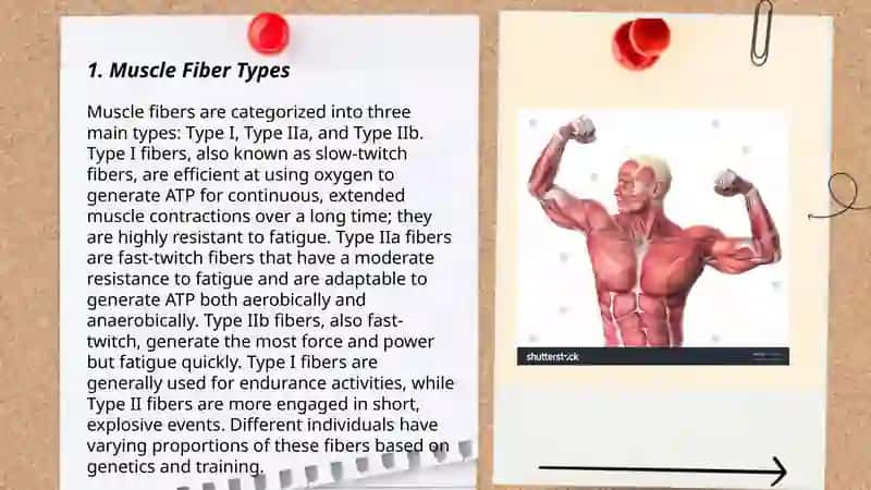 Muscular physiology 3