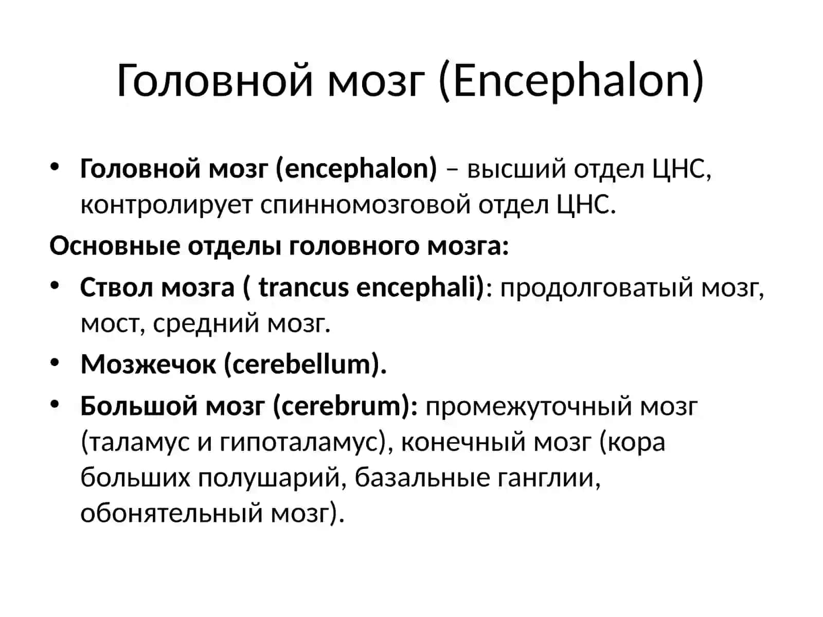 УП ОП 02. Анатомия и физиология человека. Головной мозг 3