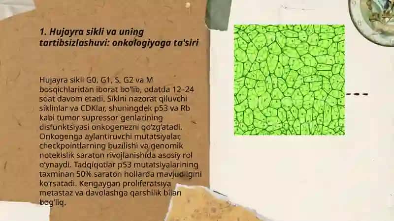 Hujayra proliferatsiyasi muammolarining tibbiyotdagi o‘rni 3