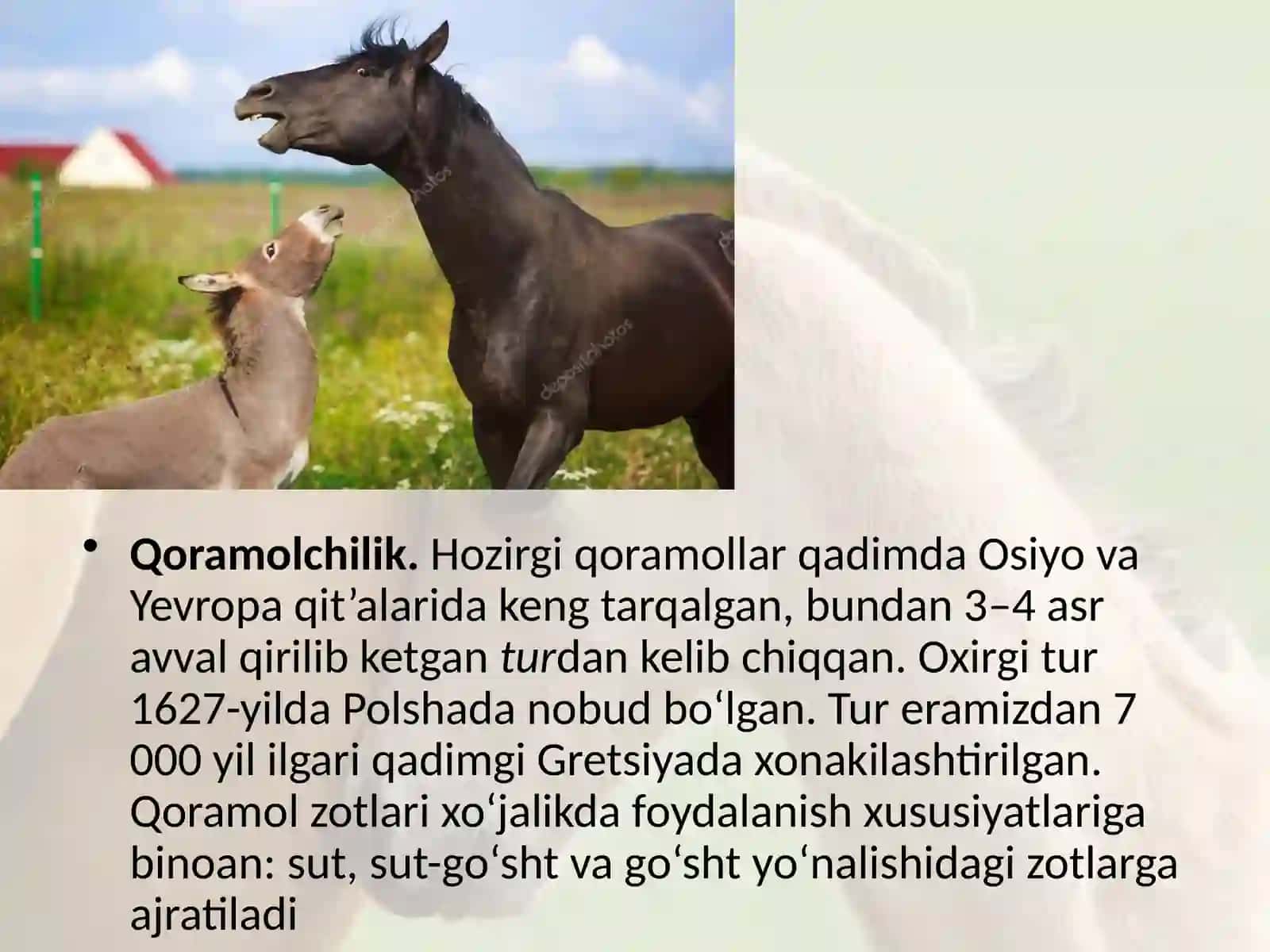 7-sinf Zoologiya 'Sutemizuvchilar sinfiga mansub chorva mollari' ko'rgazma 3