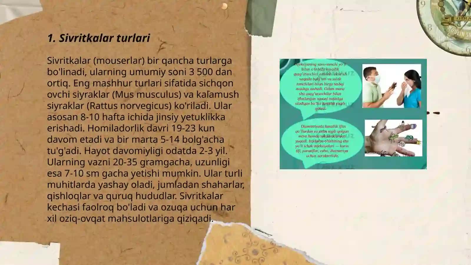 Sivritkalar haqida ma'lumot 3