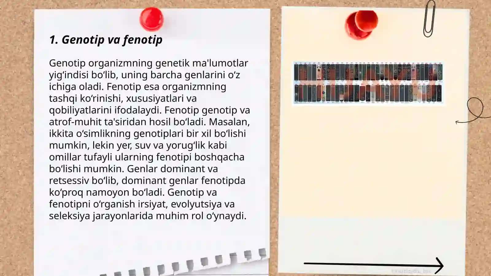 Mendelning 3-qonuni. Allelmas genlarning o'zaro ta'siri 3