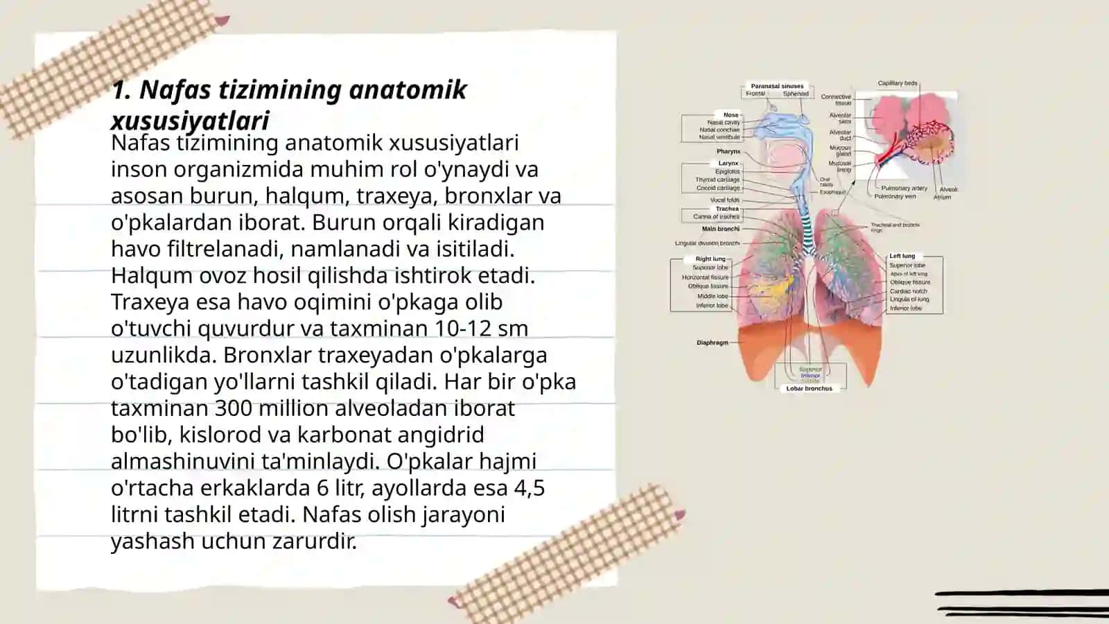 Nafas tizimining yosh xususiyati va gigiyenasi 3
