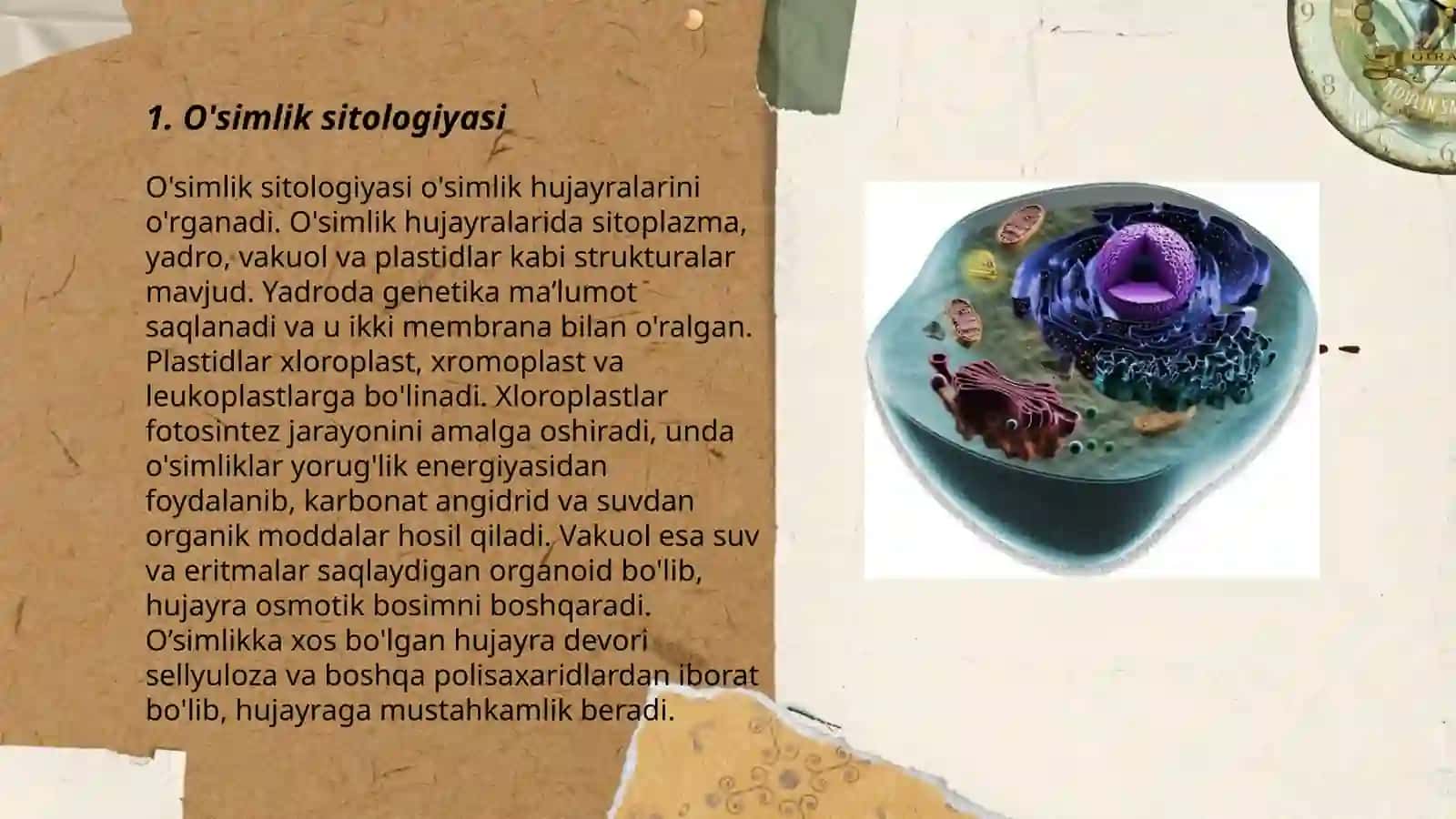 O'simlik sitologiyasi 3