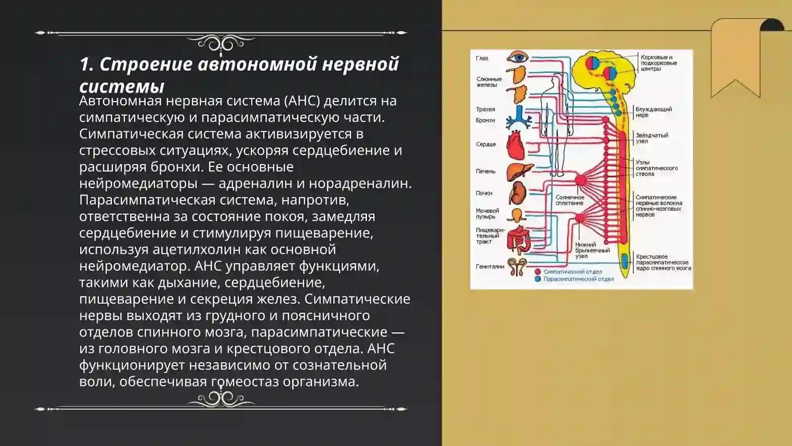 Автономная нервная система. Симпатические, парасимпатические, метасимпатические нервы 3