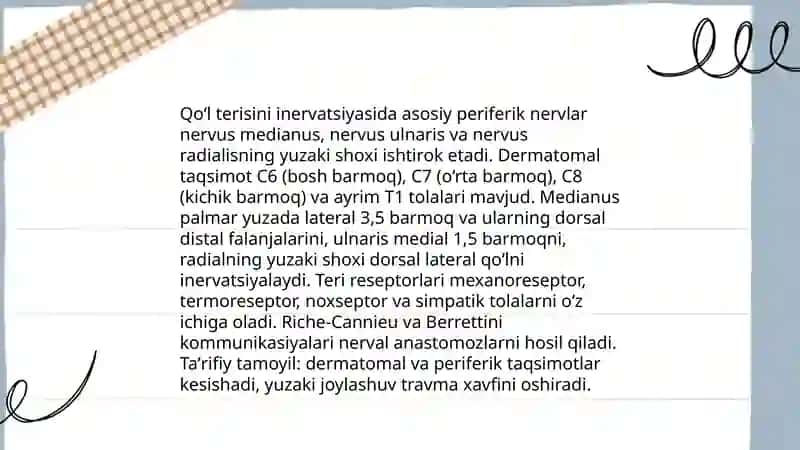 Qoʻl terisini inervatsiyasi 3