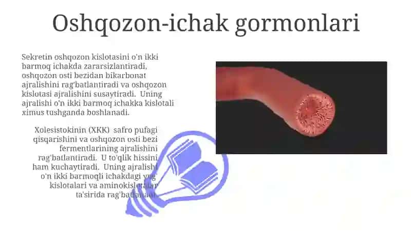 Ichki sekretsiya bezlari fizialogiyasi 3