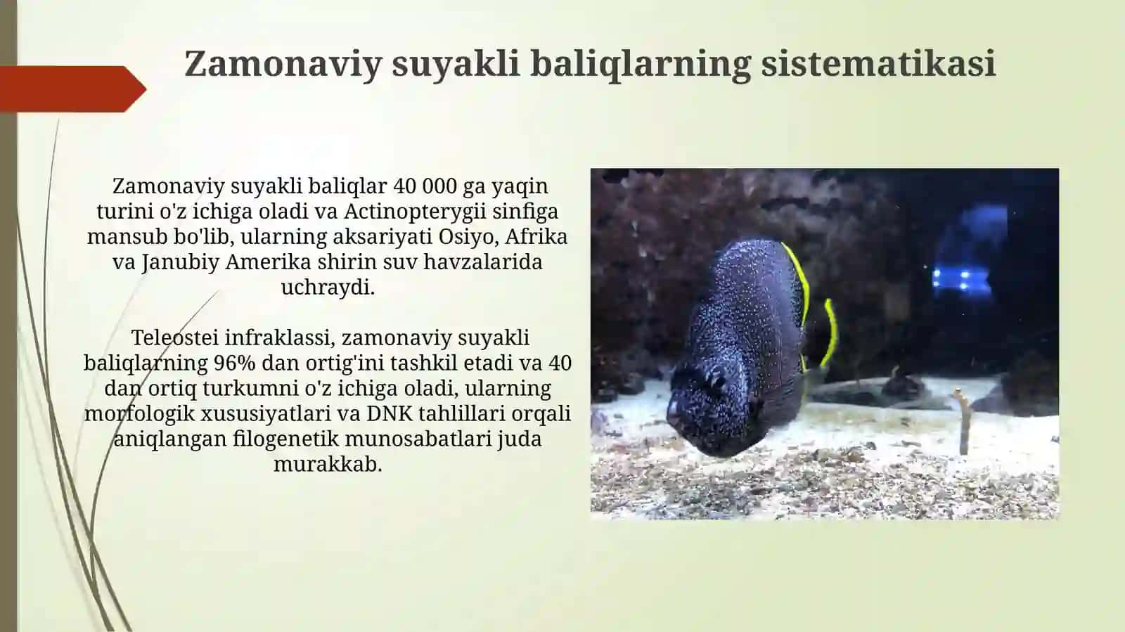 Suyakli baliqlar kelib chiqish evolyutsiyasi va sistematikasi 3