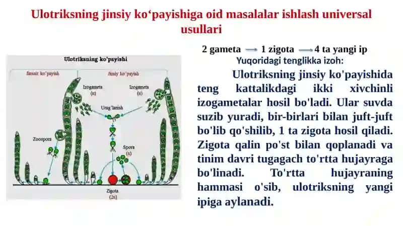 Ulotriks jinsiy ko‘payish texnologiyasi 3