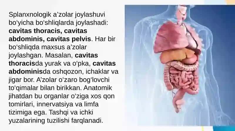 Splanxnologiyaga kirish. Og'iz bo'shlig'i va til anatomiyasi 3
