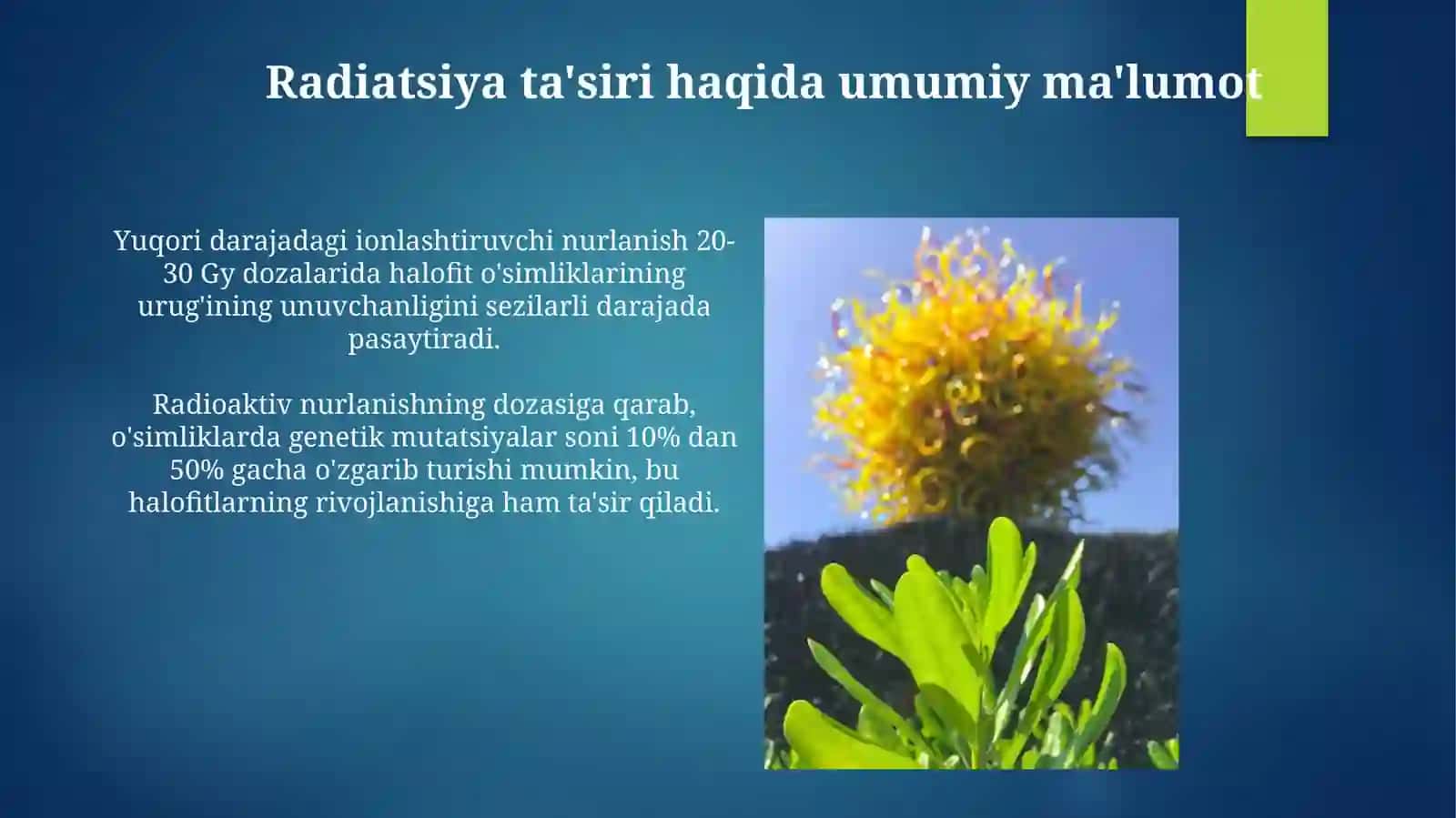 Havfli o'simliklarni paydo bo'lishida radiatsiyaning ta'siri 3