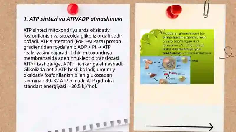 Metabolizm jarayonida energiya hosil bo’lishi va sarflanishi 3