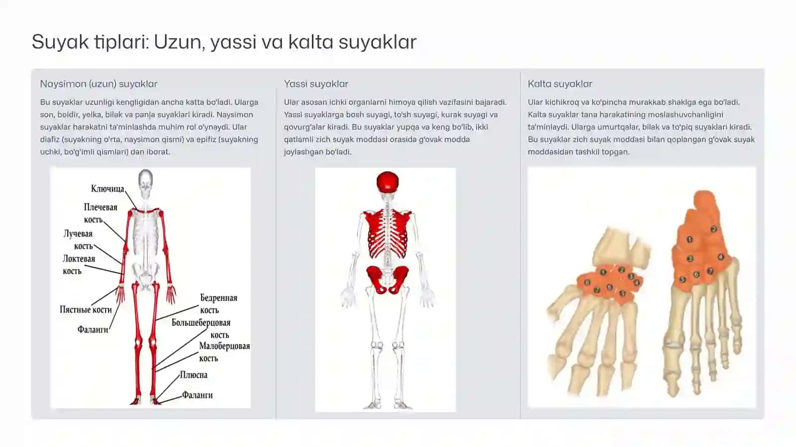 Suyak tiplari va shilliq qavat anatomiyasi 3