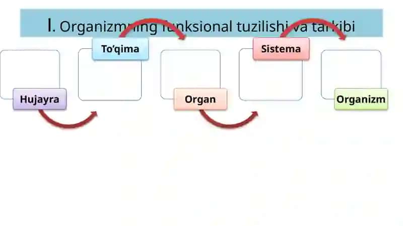Qo‘zg‘aluvchan to‘qimalardagi bioelektrik xodisalar 3