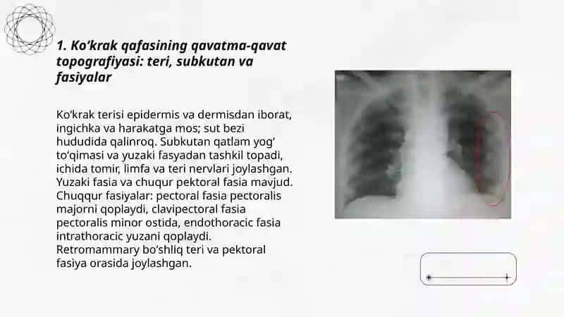 Koʻkrak qafasining jarrohlik anatomiyasi 3
